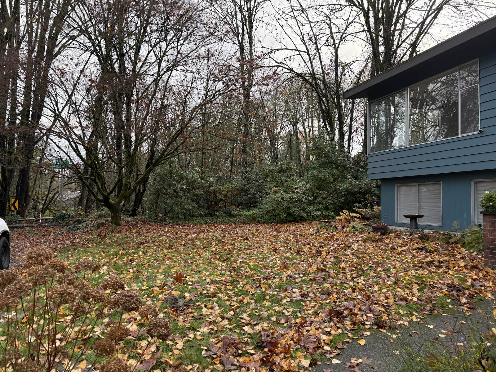 backyard of blue house before clean up