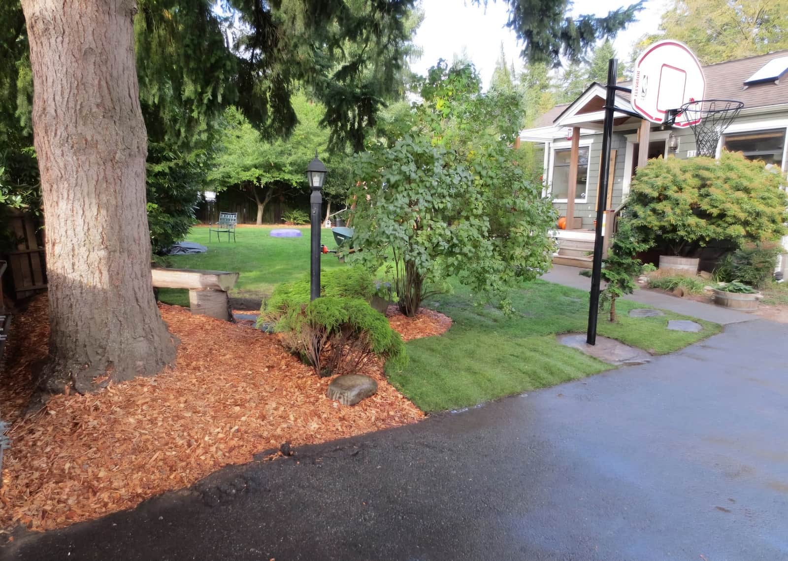 tree by lamp post after mulch